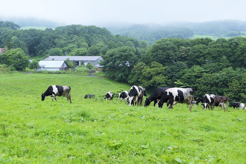 菊池牧場