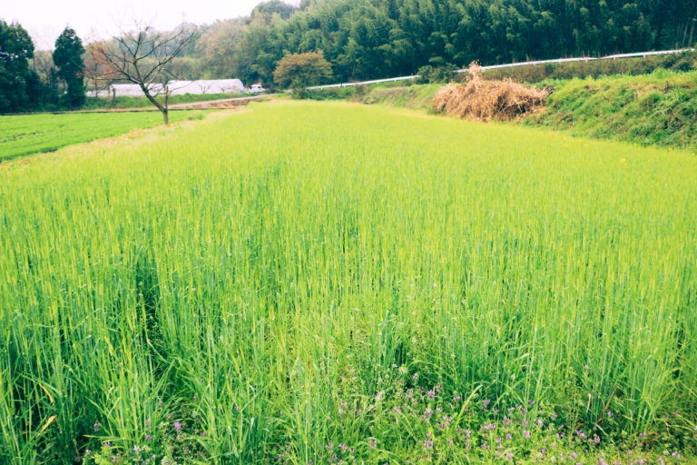 菊池市渡辺さんの水田