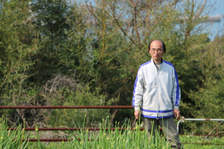 馬場さんの玉葱畑写真
