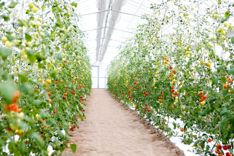 砂地で育つ「まほうのトマト」と色とりどりの西洋野菜