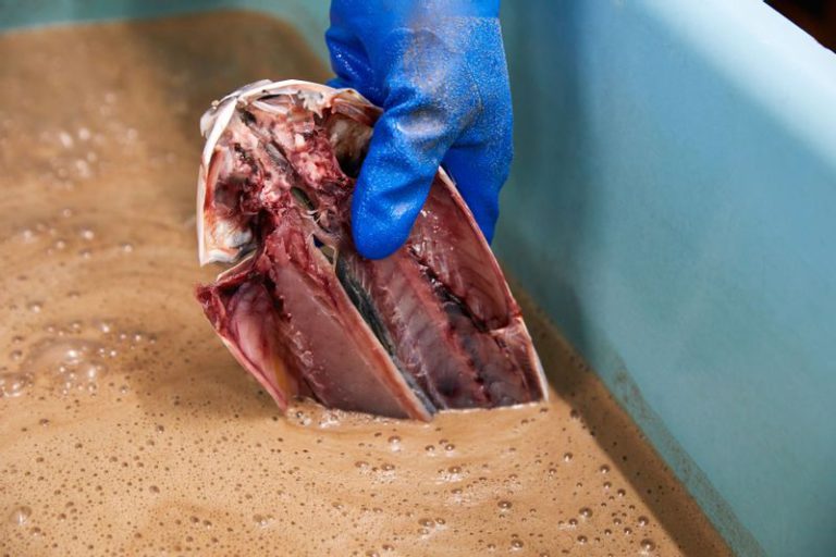 魚をくさや液に漬け込む工程
