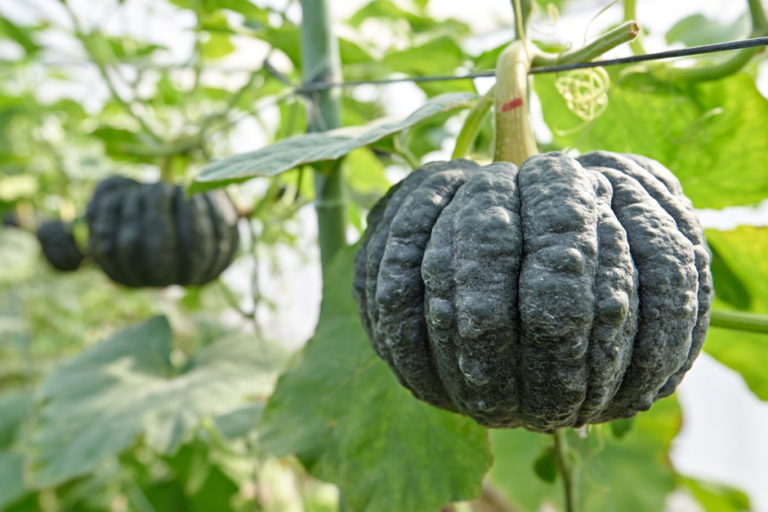 南国の太陽を浴びて育つ伝統野菜「黒皮かぼちゃ」