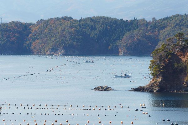 カキ養殖写真