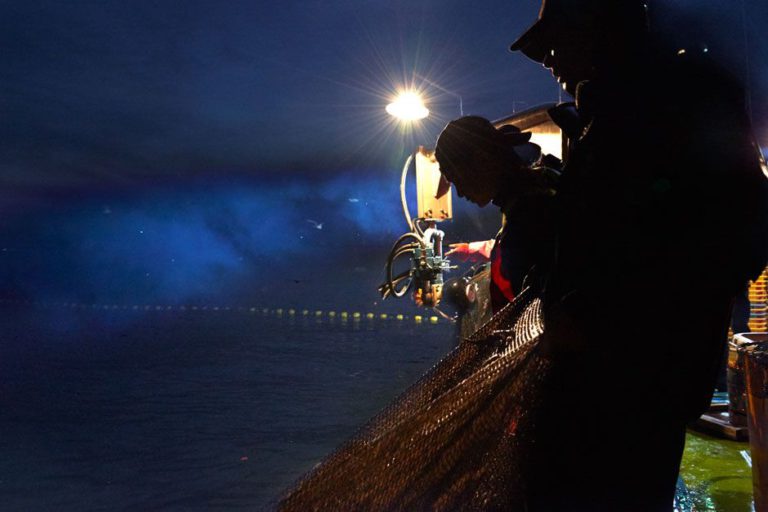 春の夜に浮かび上がる深海の青い宝石「ホタルイカ」
