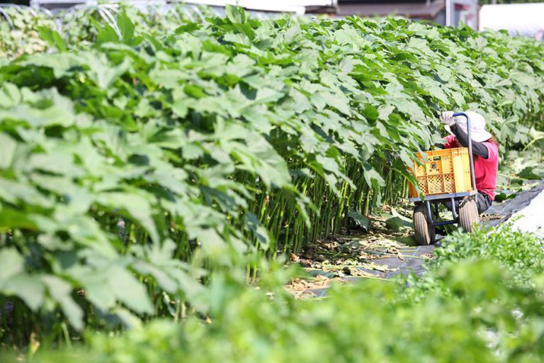 自然、そして人に向き合う「久松農園」の野菜づくり