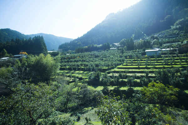 木頭地区