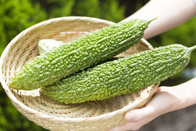 目利きが語る：夏の「ゴーヤー」