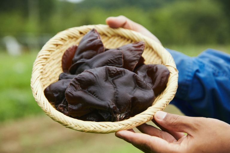 清和の湧き水が育む、夏の味覚「生きくらげ」