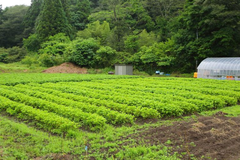 でんでんむしカンパニーの藍畑