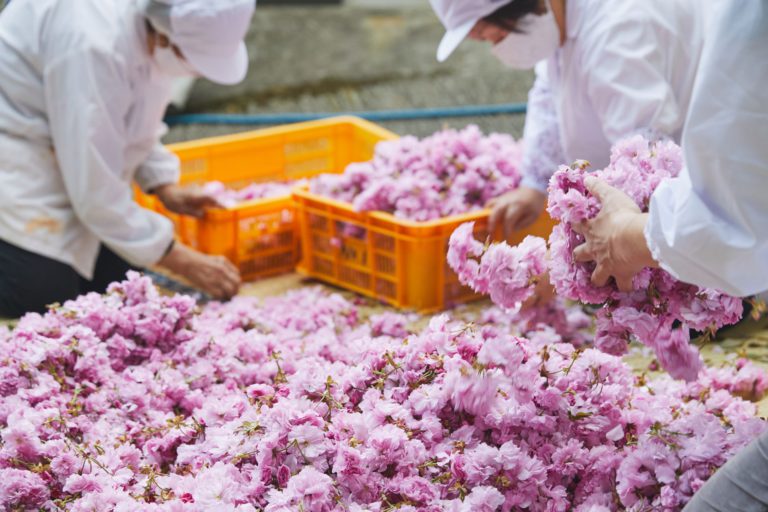 春の風情を届ける、桜の塩漬け