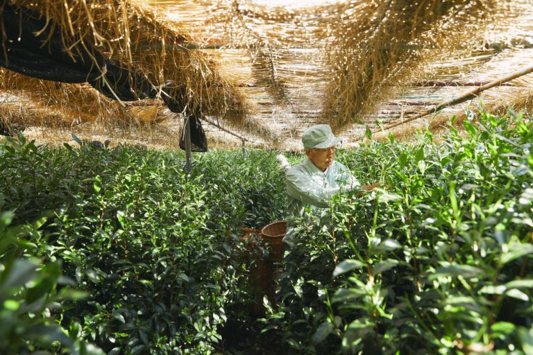 欧州の人々をも魅了した最高級の日本茶「玉露」