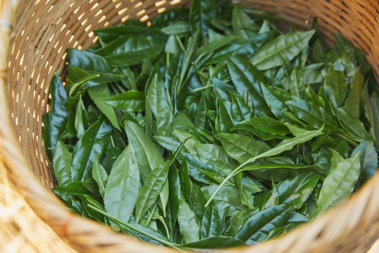玉露の茶葉
