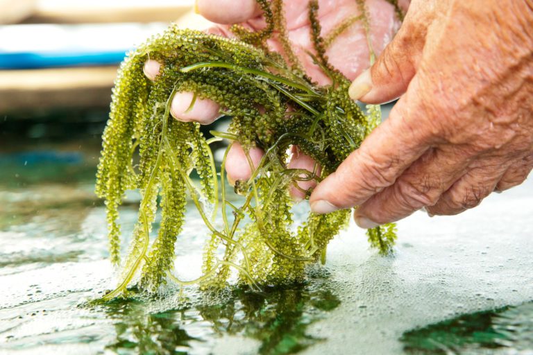 恩納村の海人のために。沖縄名物の「海ぶどう」はこうして生まれた