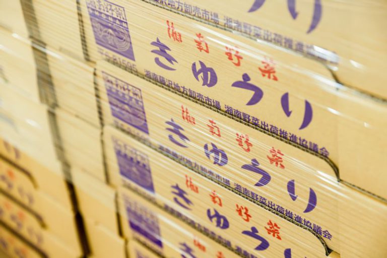出荷用に箱詰めされた湘南きゅうり園のきゅうり