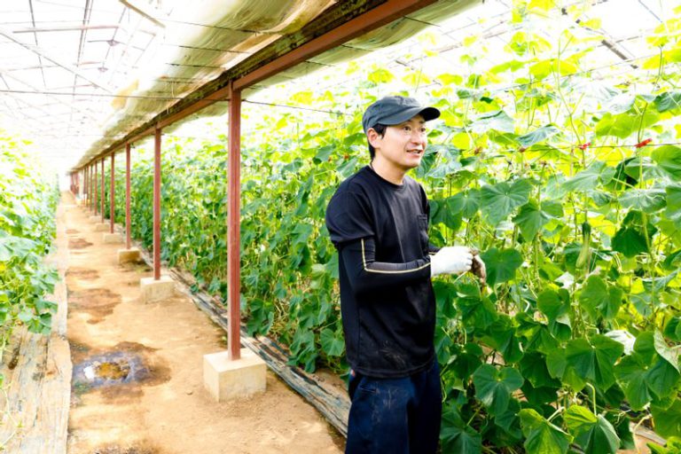 相模半白節成について話す湘南きゅうり園吉川貴博さん
