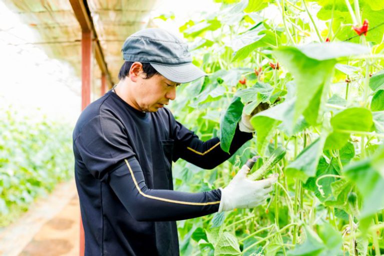 相模半白節成を収穫する湘南きゅうり園吉川貴博さん