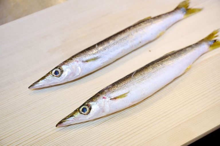 カマスの顔の大きさ