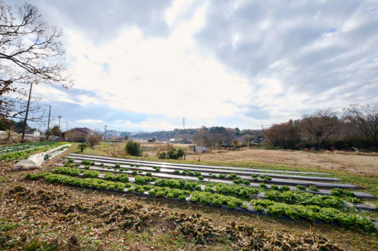 都市農業を実践する、アンドファームユギの現在地