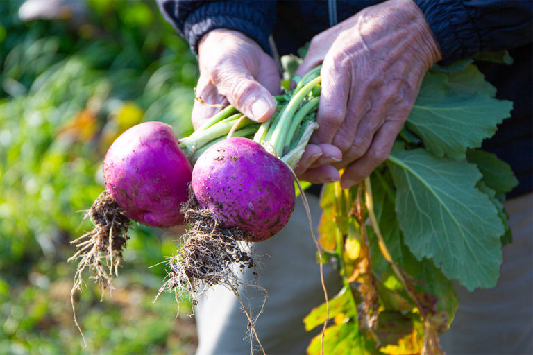 種を守り、文化を守る。歴史とつながる「ながさき伝統野菜」